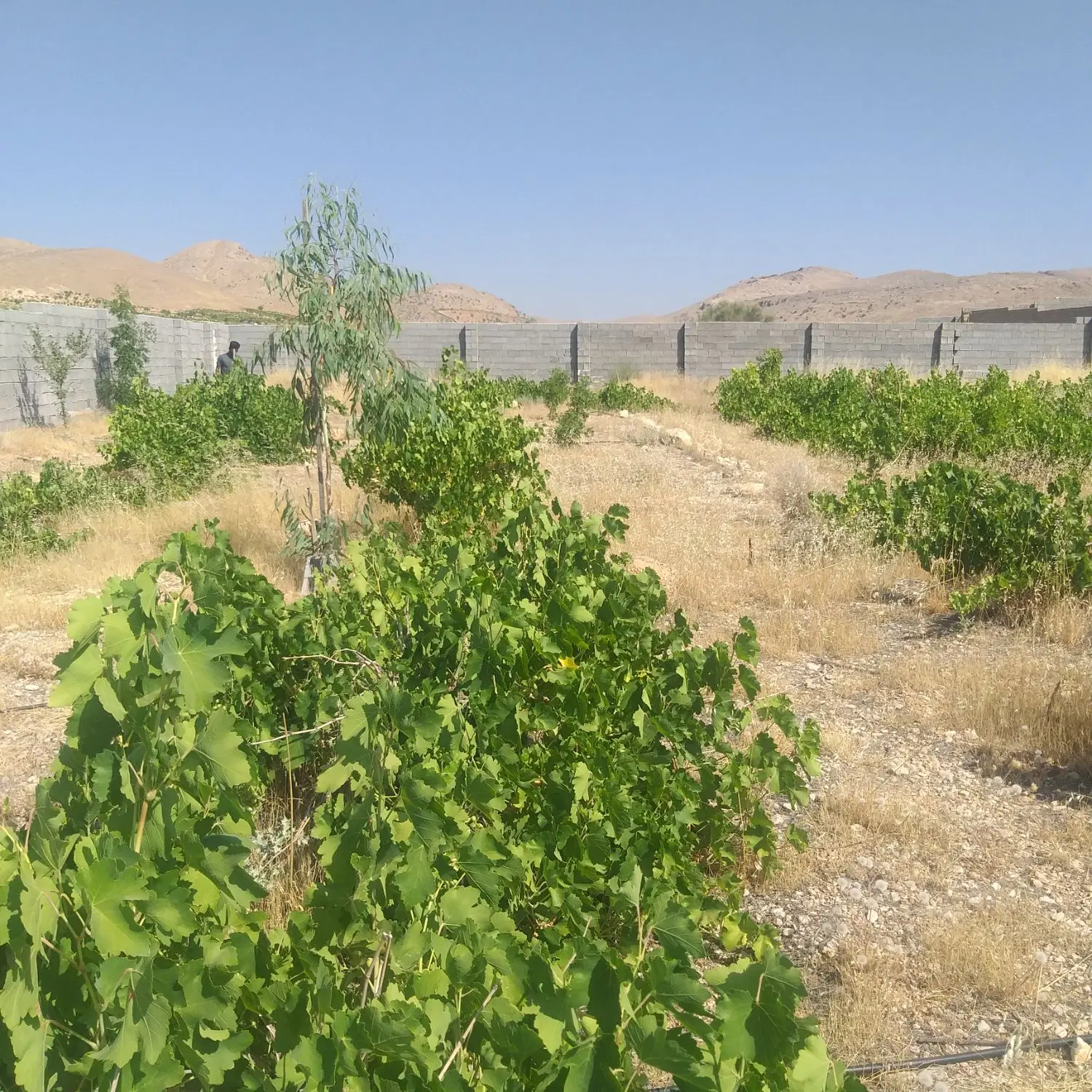 باغ دوهزارمتری در تربرجعفری