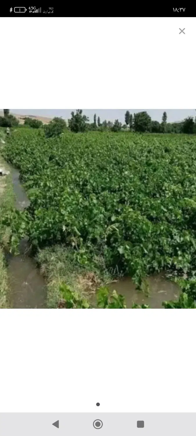 باغ فروشی در روستای چالاکی
