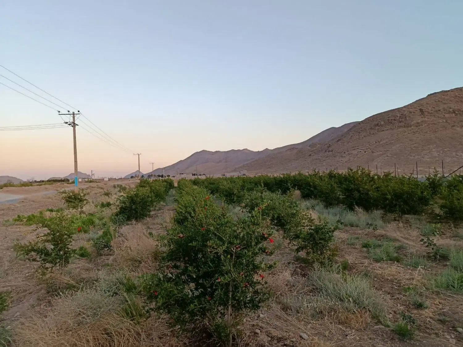 2500 متر زمین باغی کشاورزی امکان معاوضه