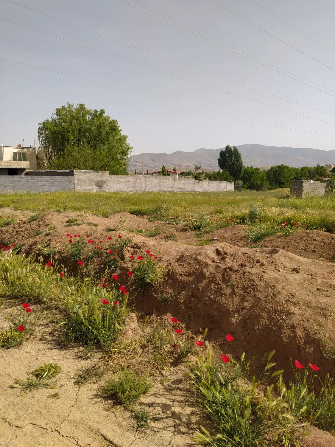 زمین اول نایسر میدان قلم پشت کلانتری