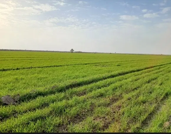 زمین کشاورزی حمیدیه
