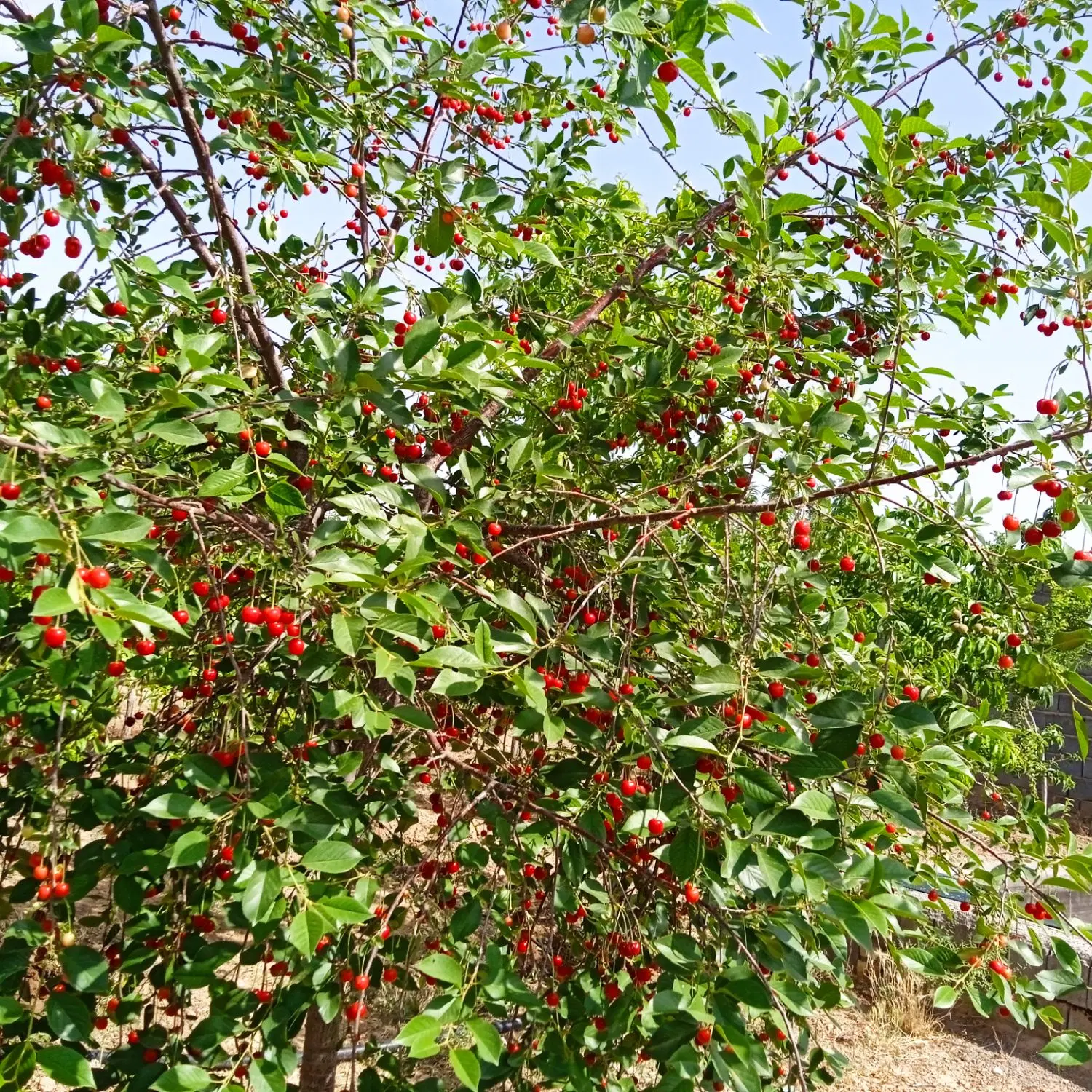 باغ فروشی