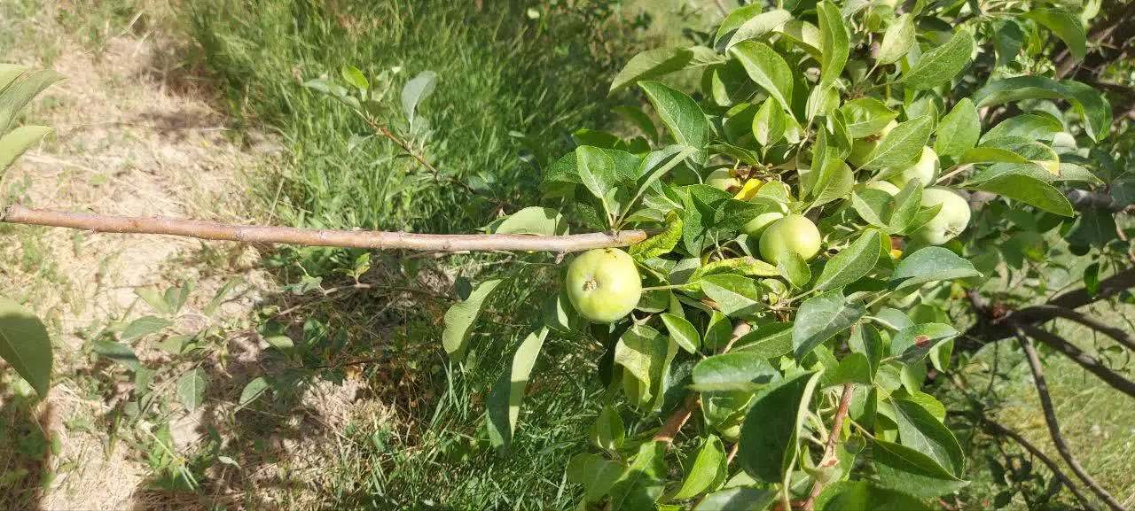 باغ میوه