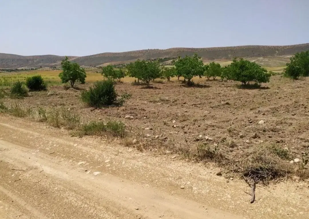 باغ معاوضه با ماشین یا نقد