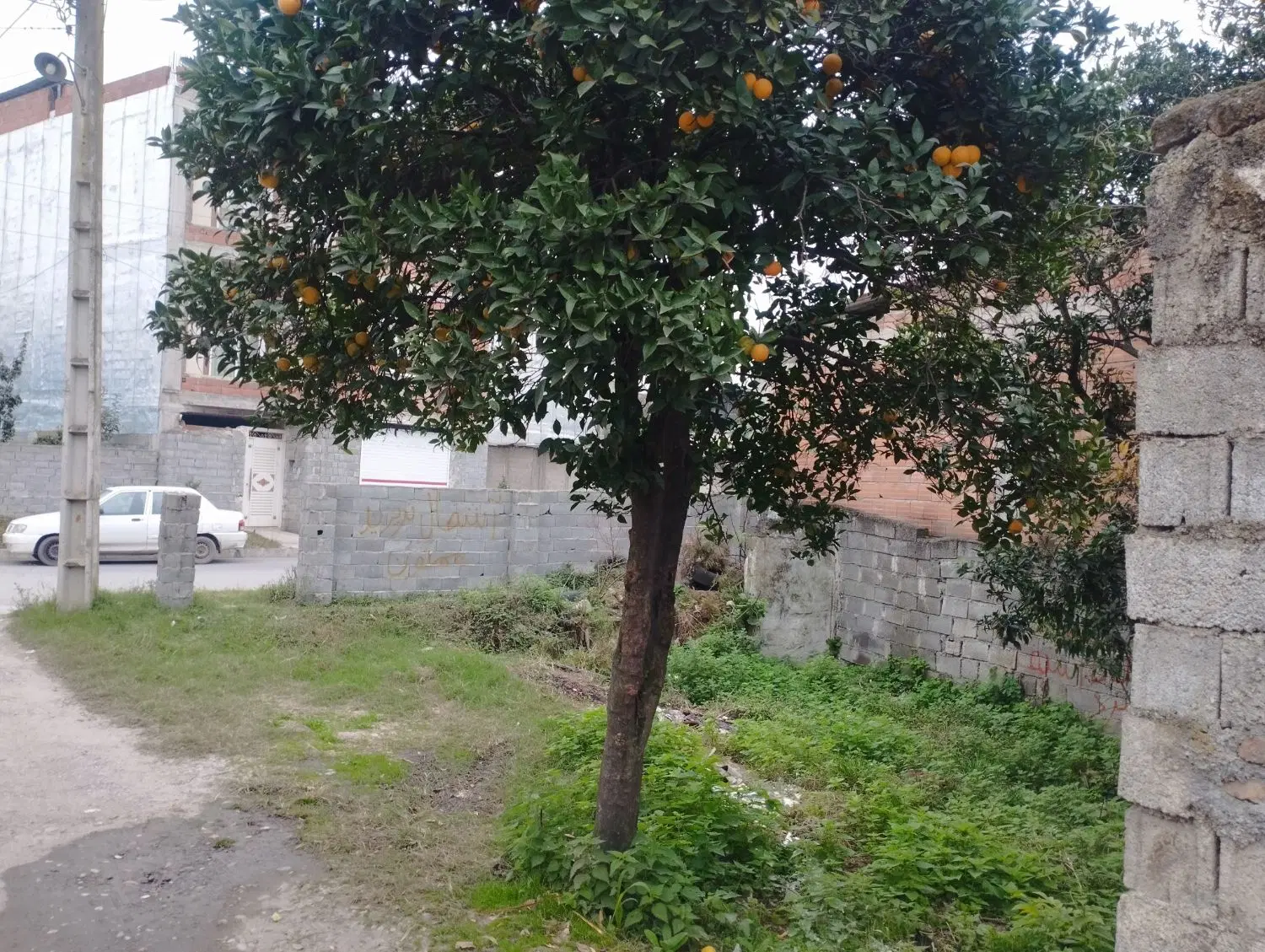 زمین اسکندرکلا