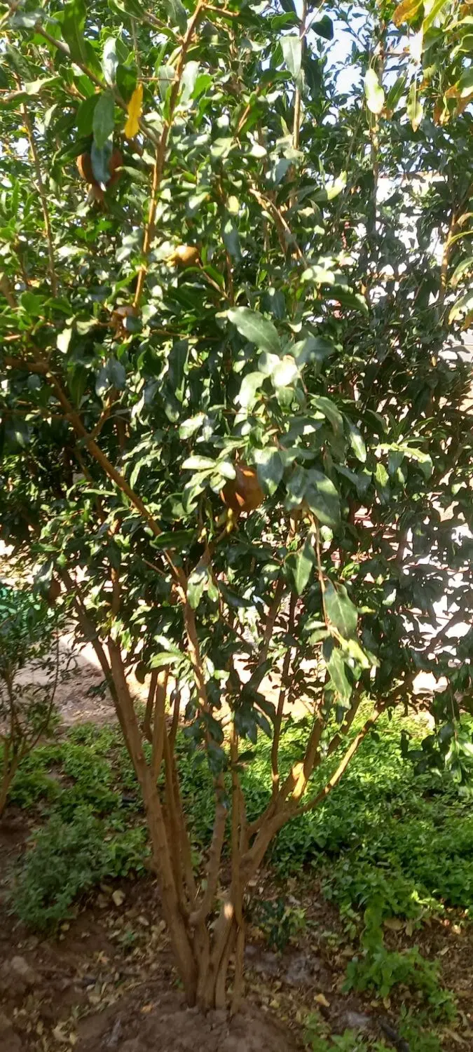 فروش خونه در روستای خنامان