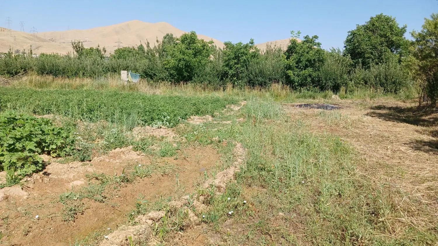 زمین ۲۵۰۰ متری قلیان