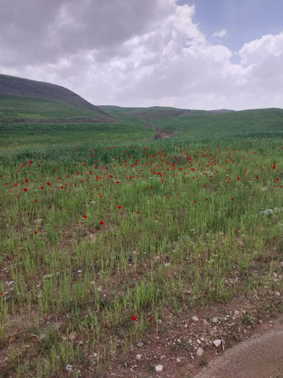 زمین ۲۰۰ متری روستای دنگیزک
