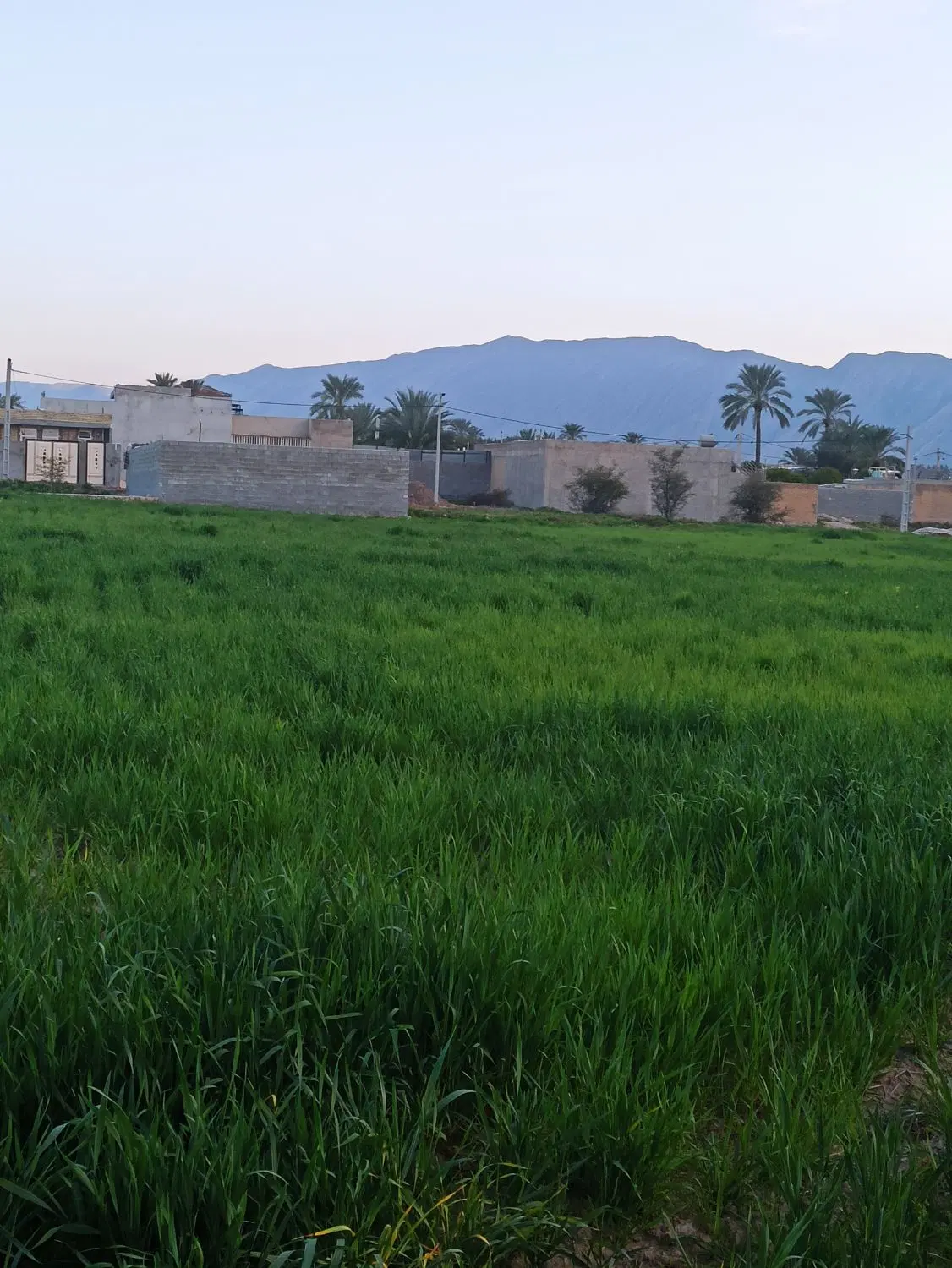 زمین کشاورزی «چسبیده به مسکونی»