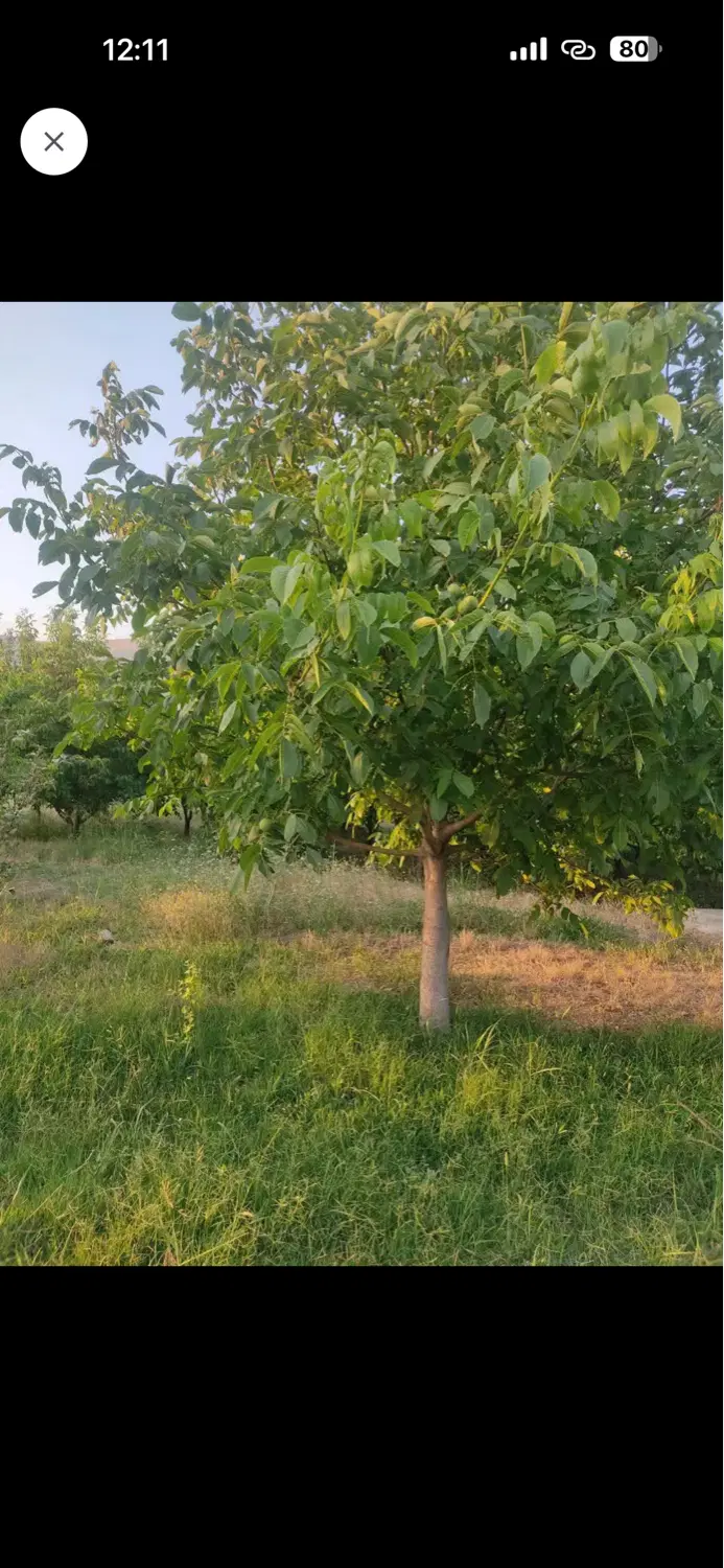 زمین کشاورزی
