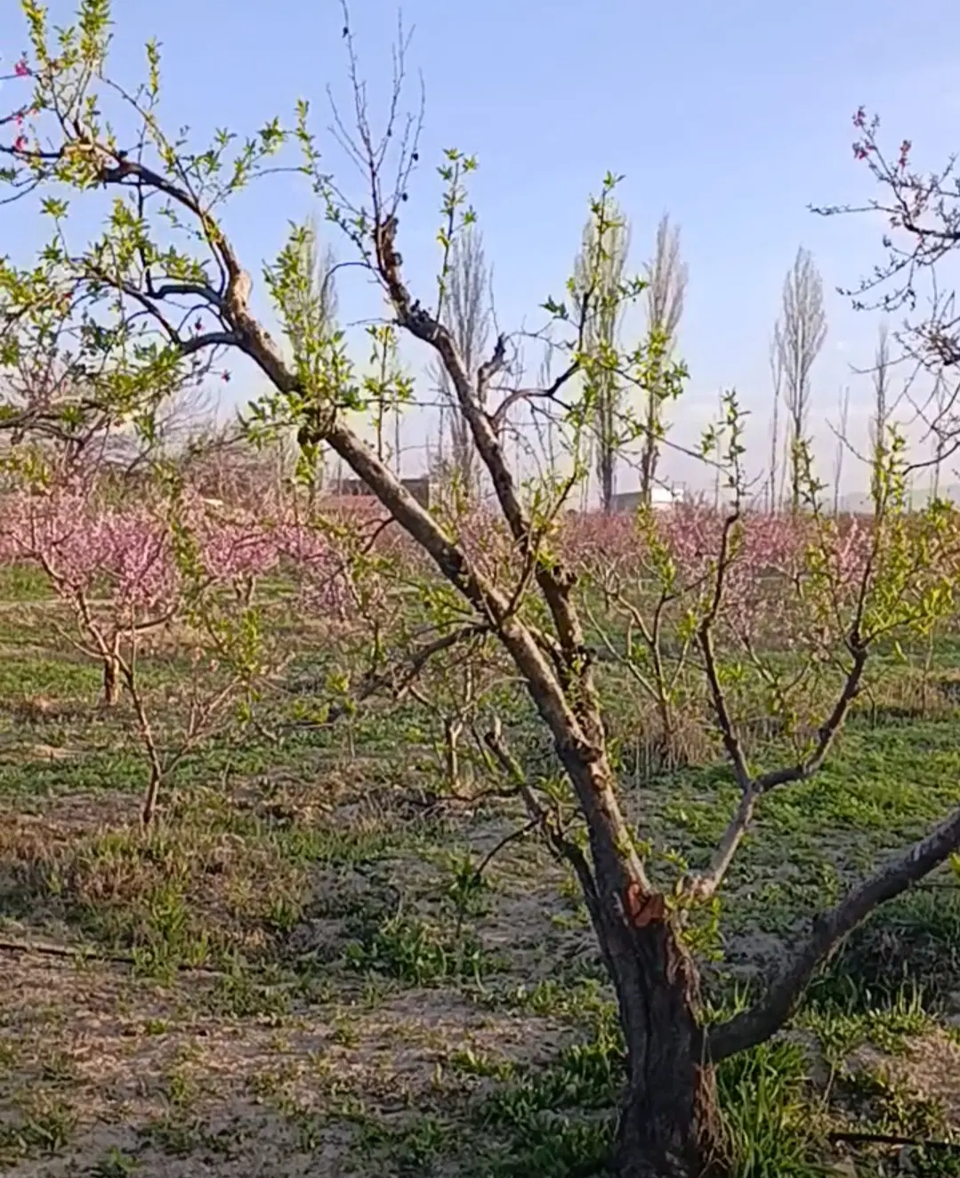زمین کشاورزی -باغ