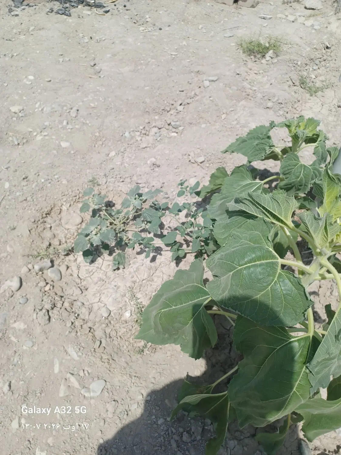 باغ استخری ارزون