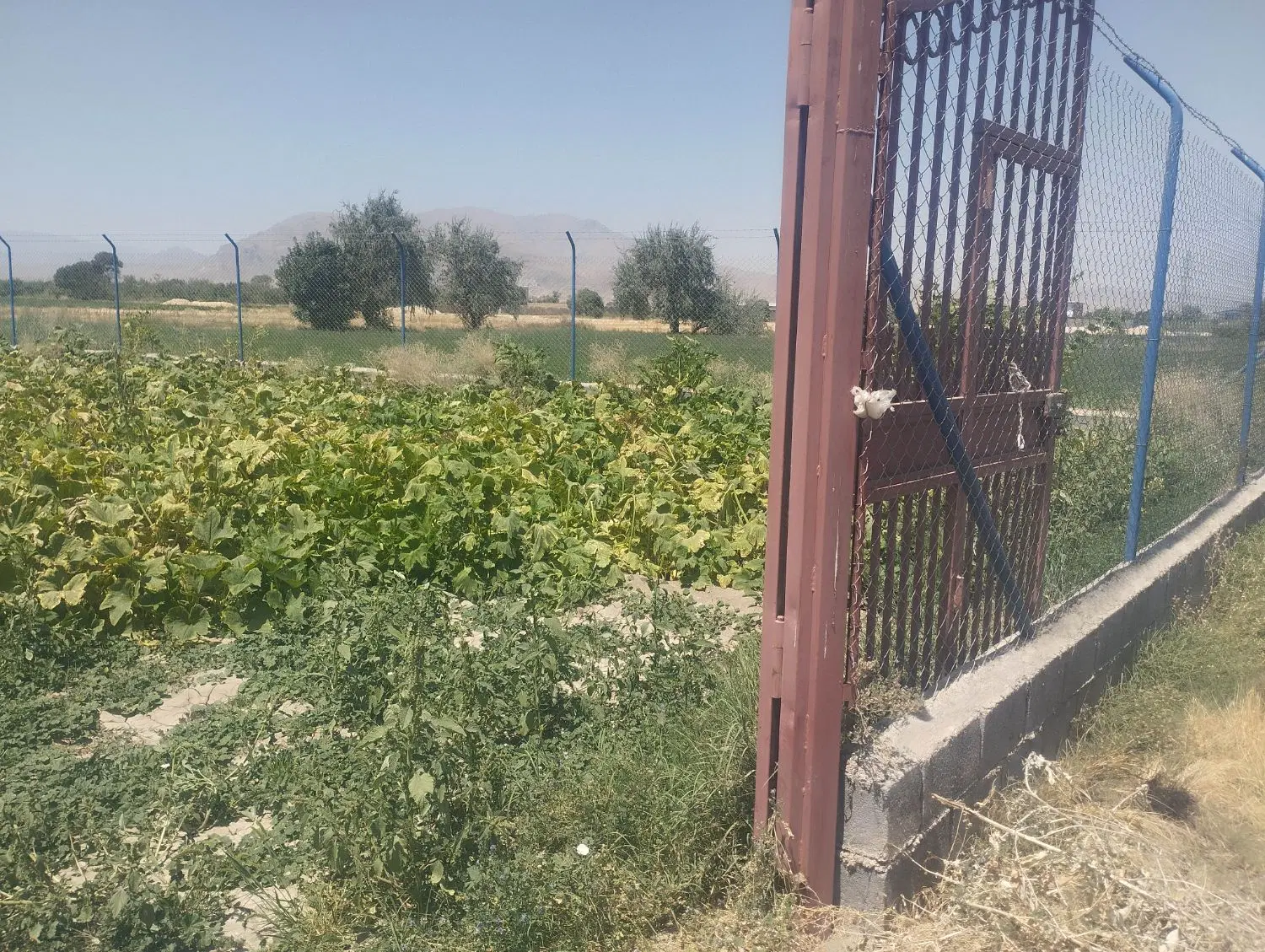 زمین کشاورزی