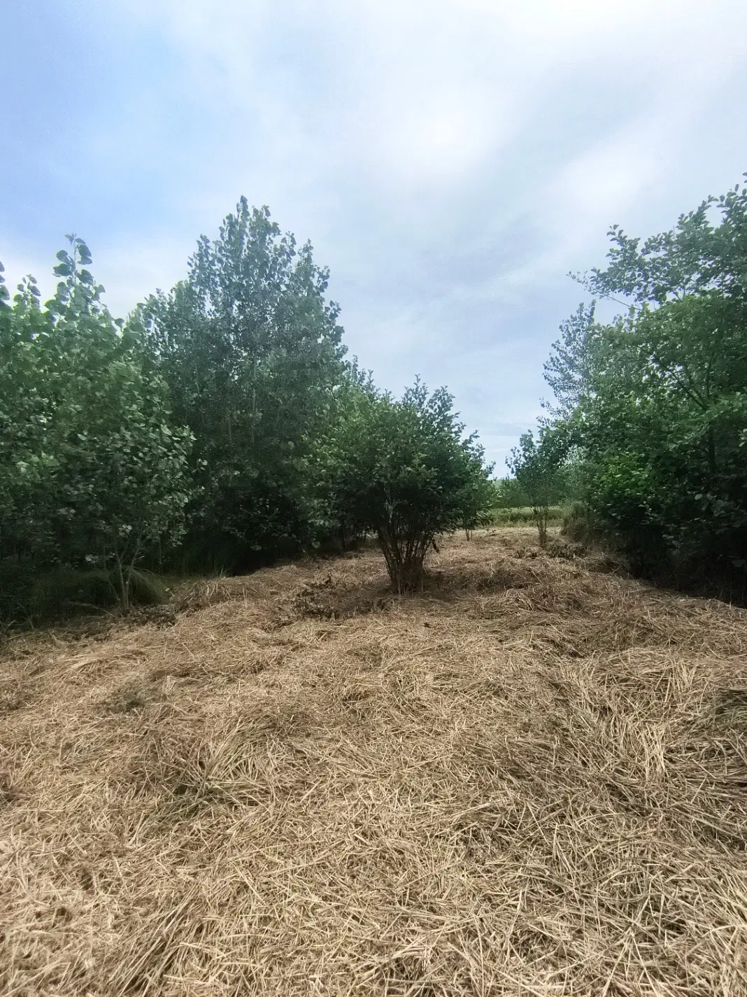 فروش زمین باغی