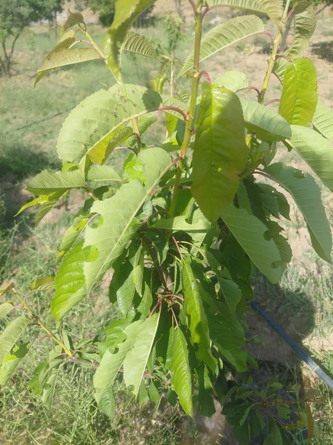 زمین در روستای چورناب