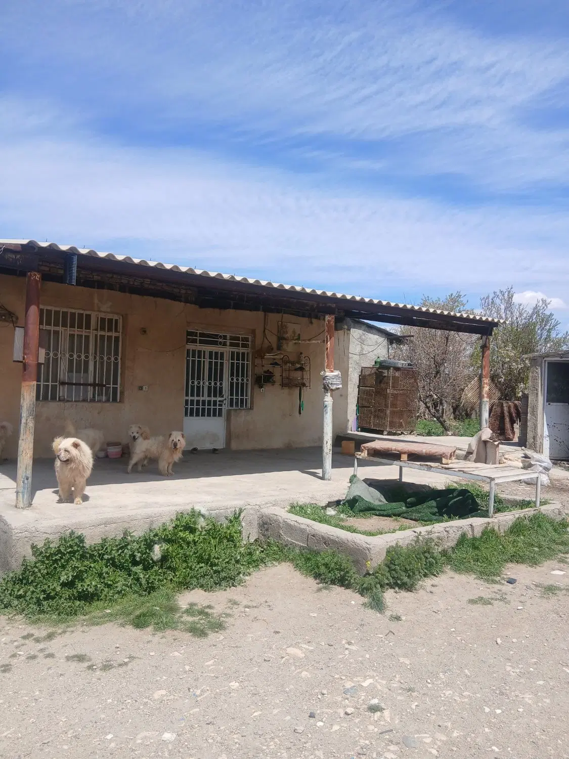 دامداری