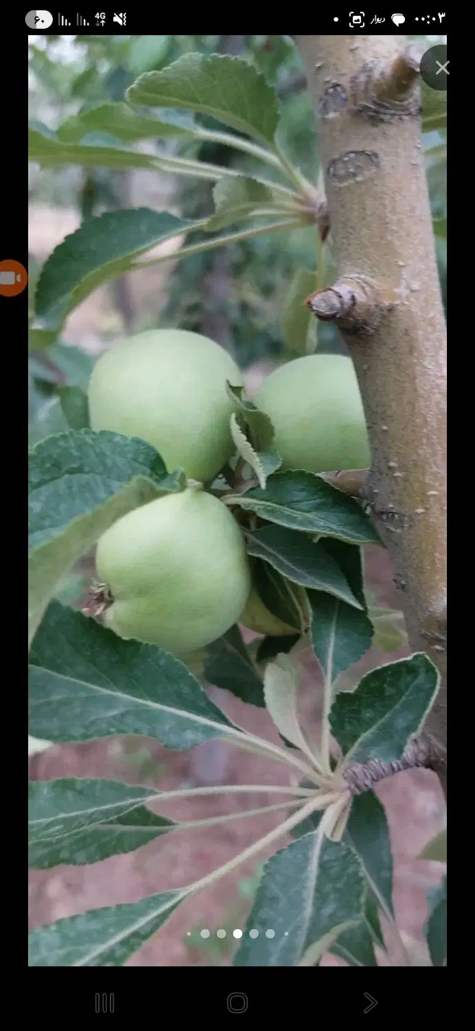 زمین باغچه پیشک ۱ ماهدشت