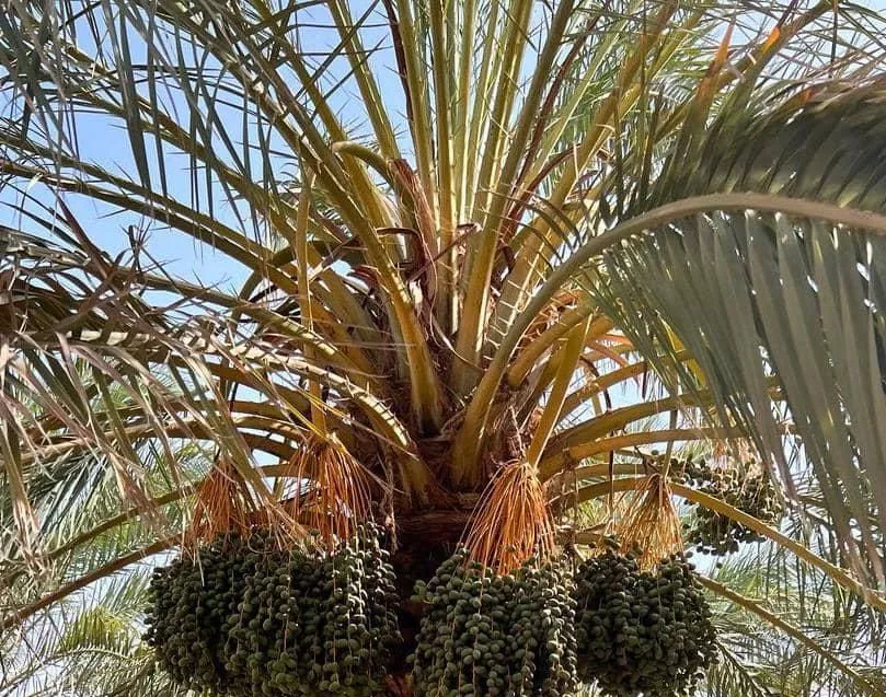 فروش ۵۰ هکتار نخلستان