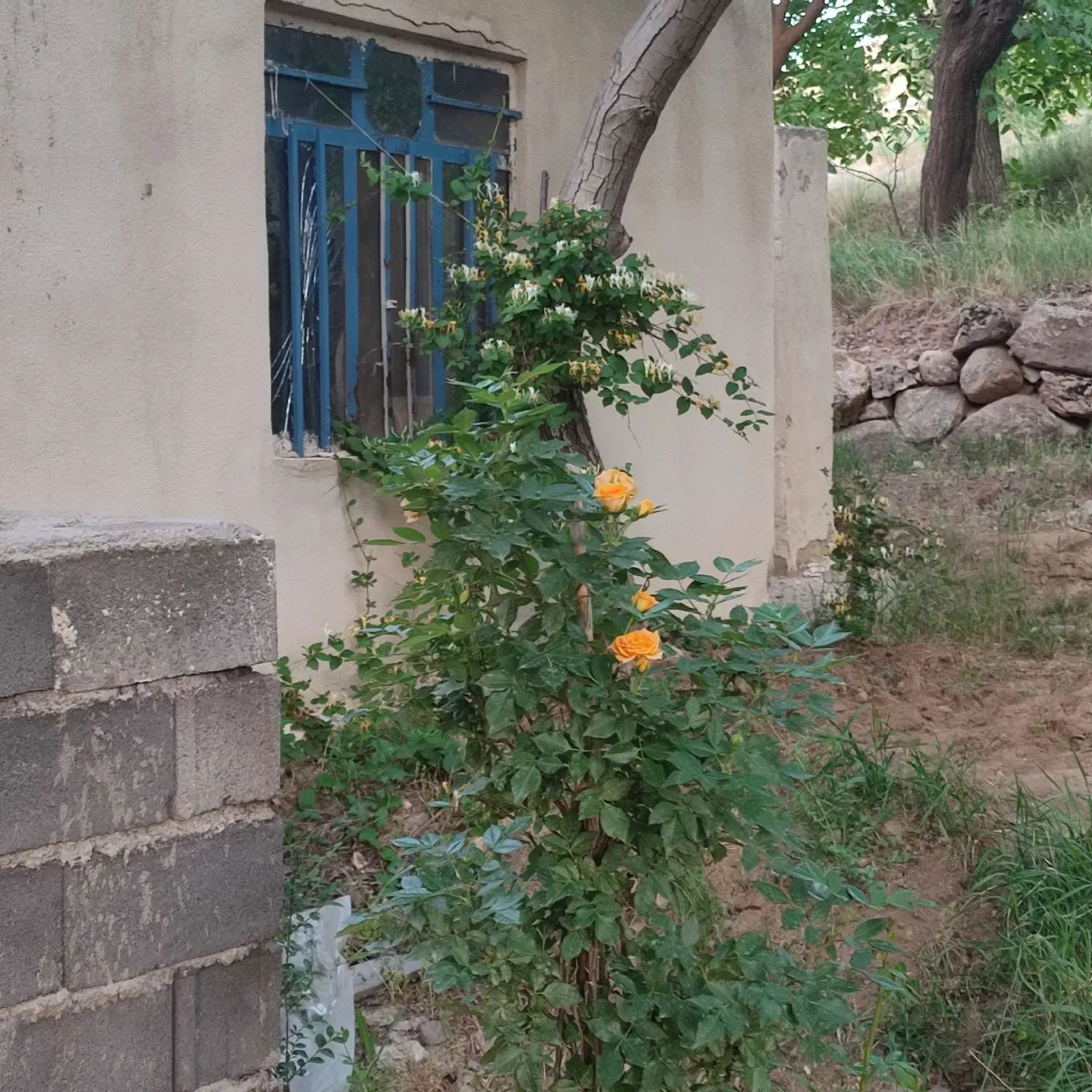 فروش باغ گردو