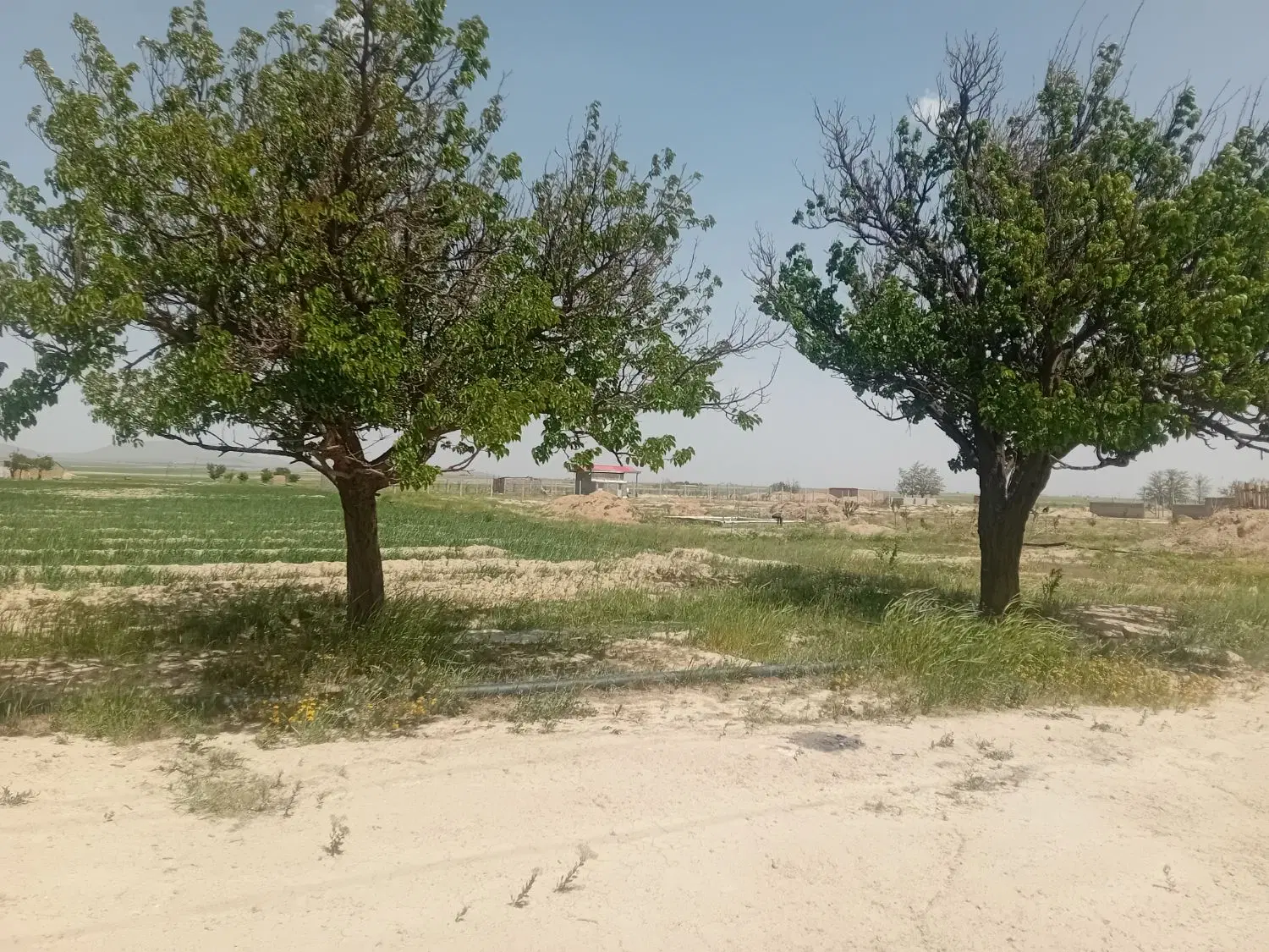 زمین ۲۵۰ متر باغی متراژهای مختلف روستای محمدیه