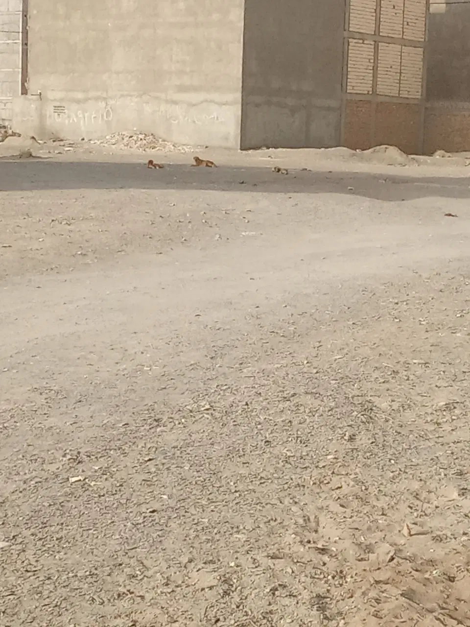 زمین دادگستری