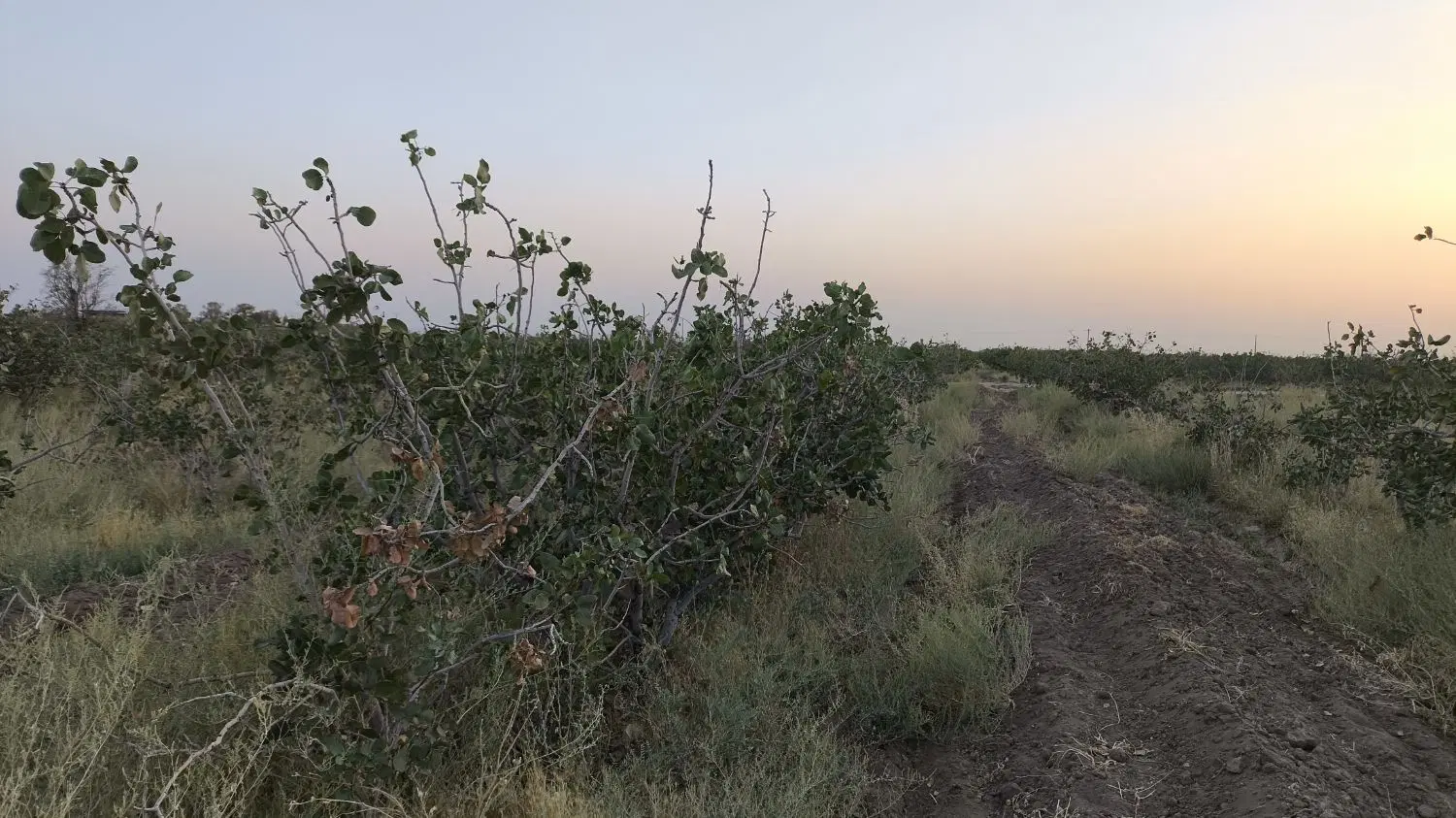زمین پسته ای در باقر آباد