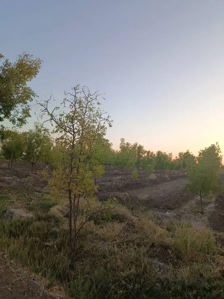 زمین کشاورزی سیوجان