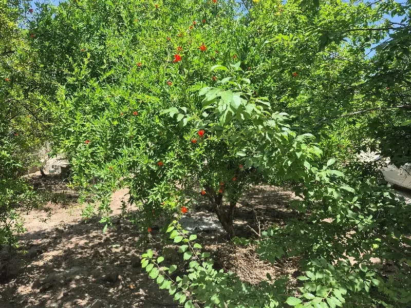 خانه اجاره ای در حجت آباد