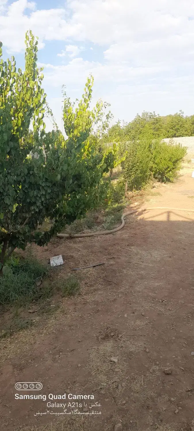 باغ پشت رخش سرارود