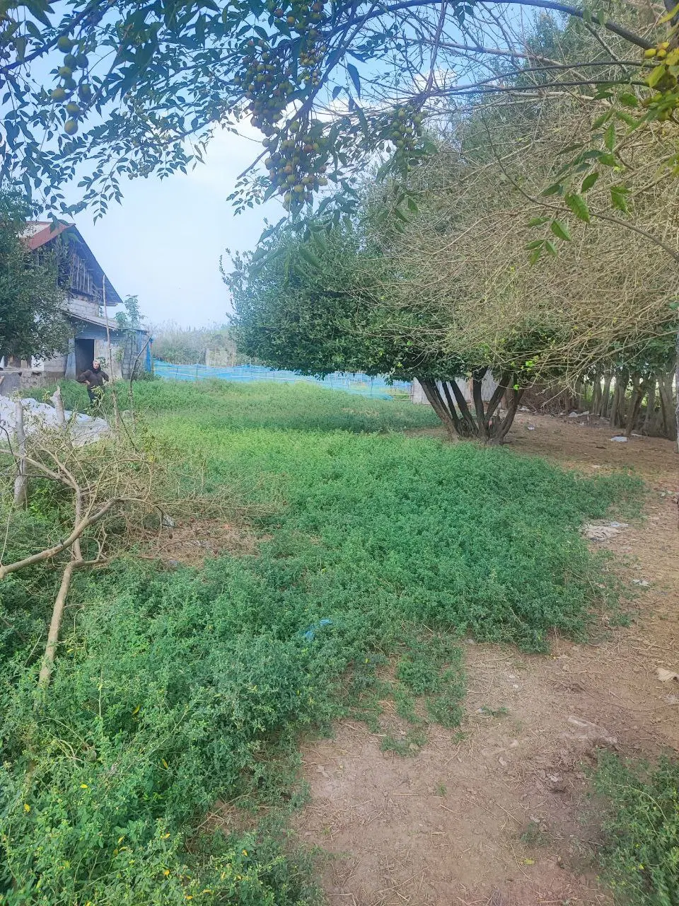 زمین مسکونی انزلی