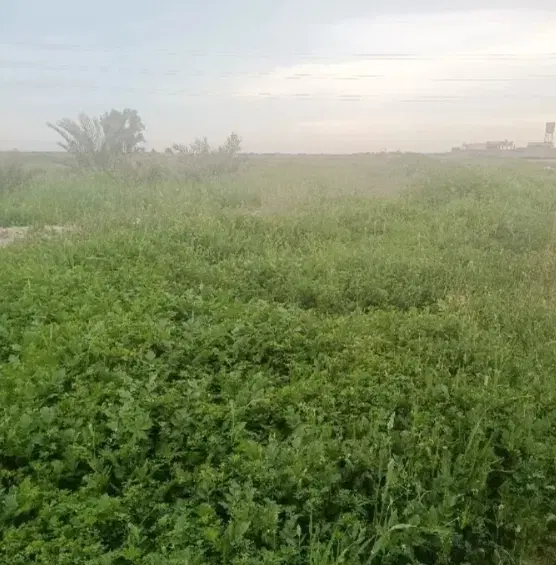 زمین پشت بند دره گناوه