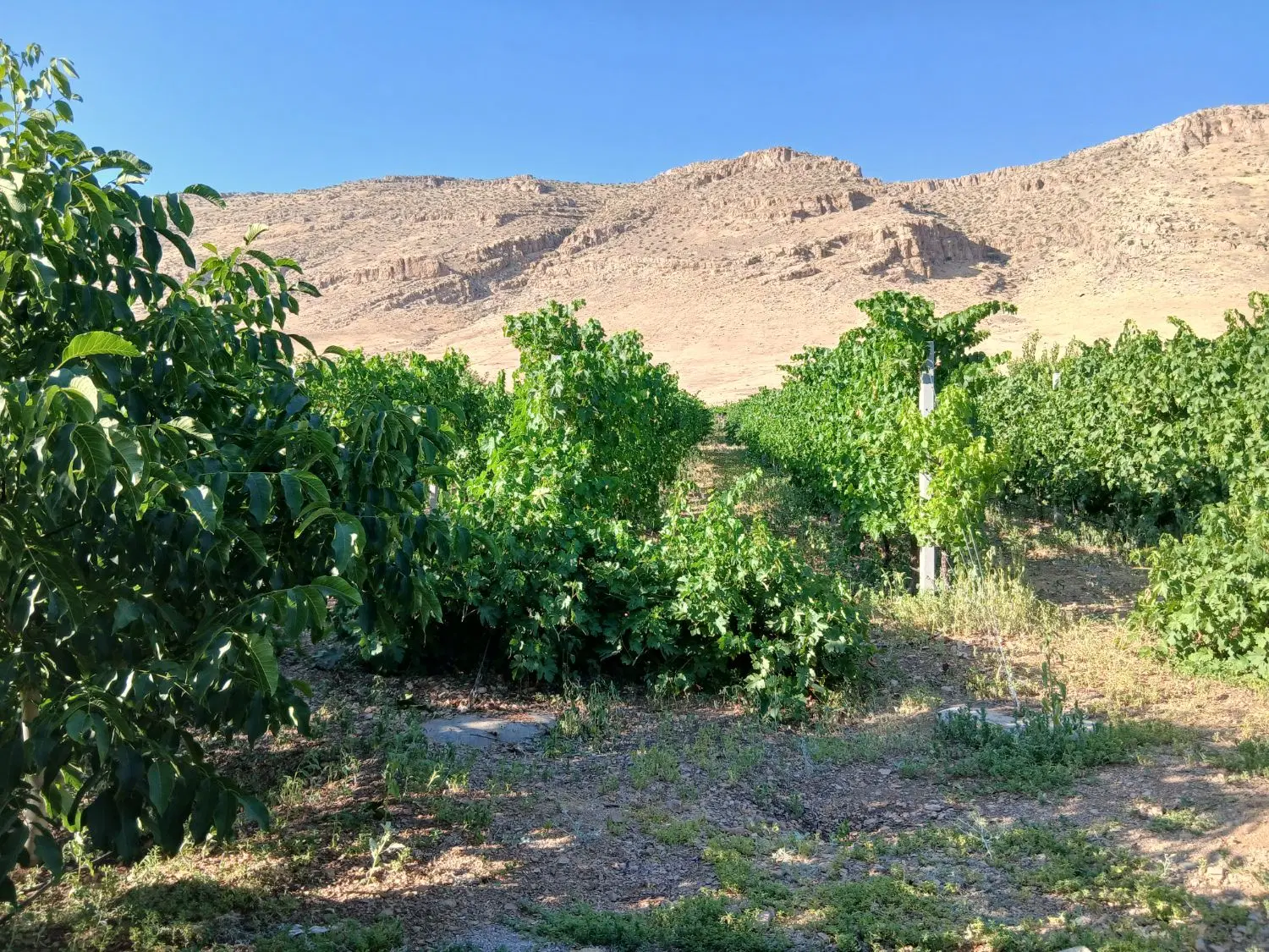 باغ سند دار جاده روانسر