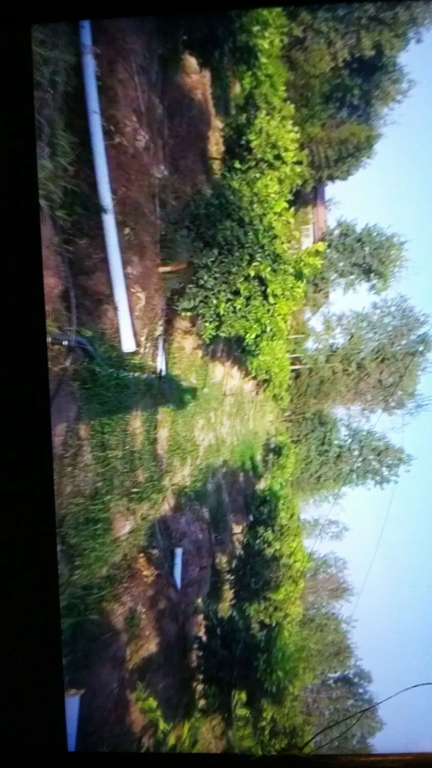 باغ