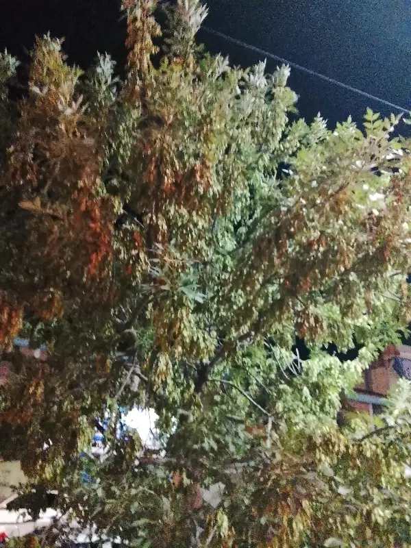 باغ زرشک