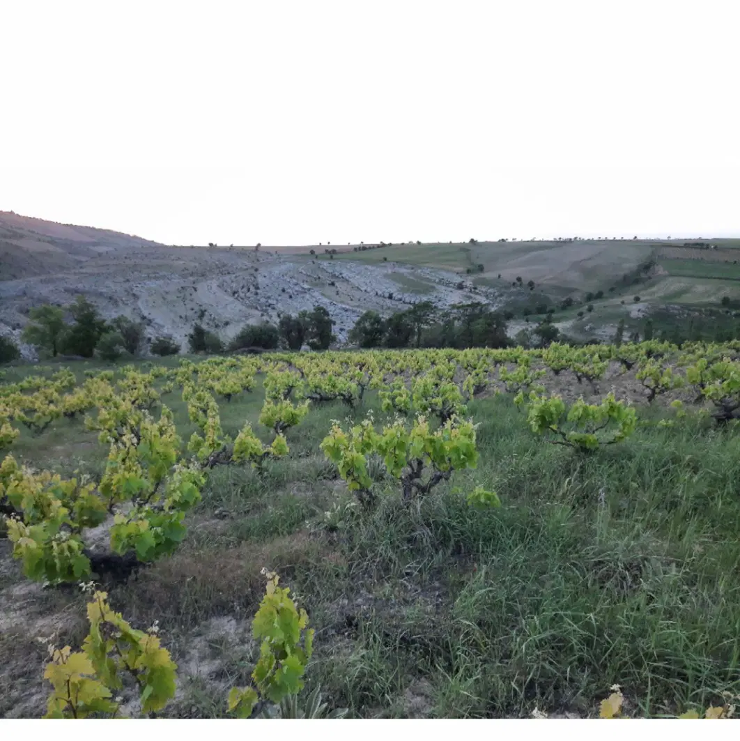 باغ انگور امین الله