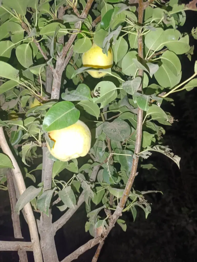 باغچه چهار دیواری