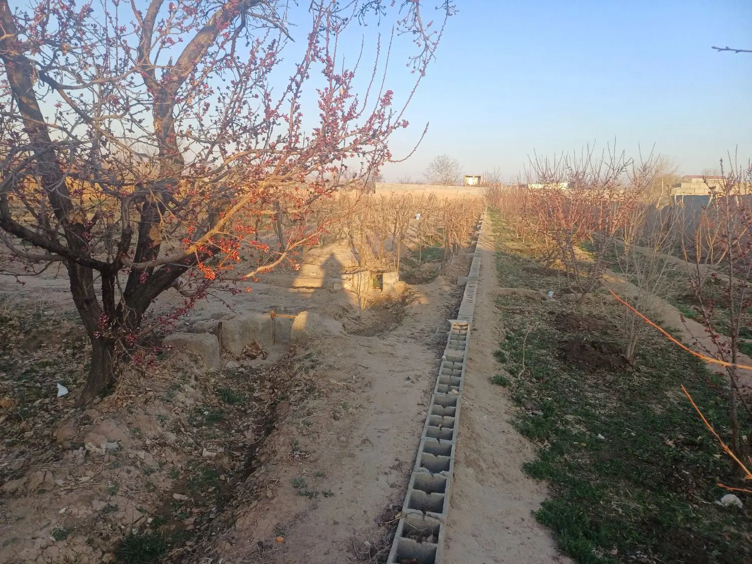 زمین کشاورزی