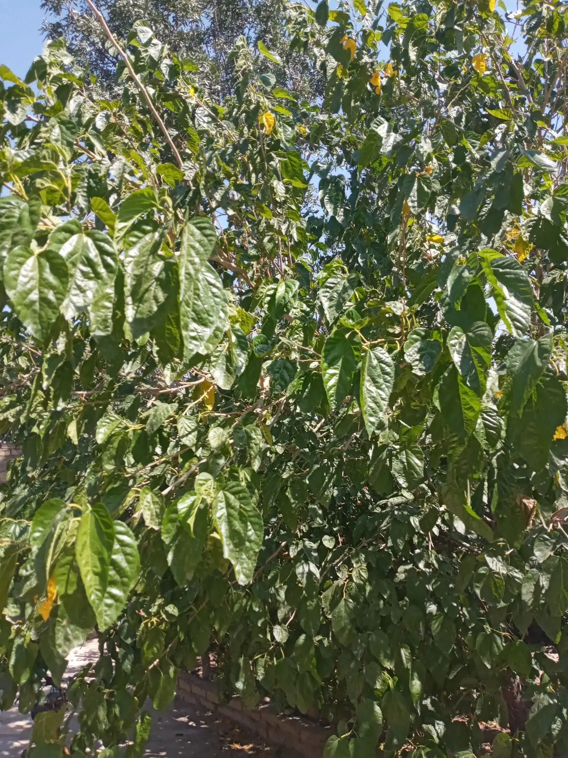 خانه ویلایی روستایی