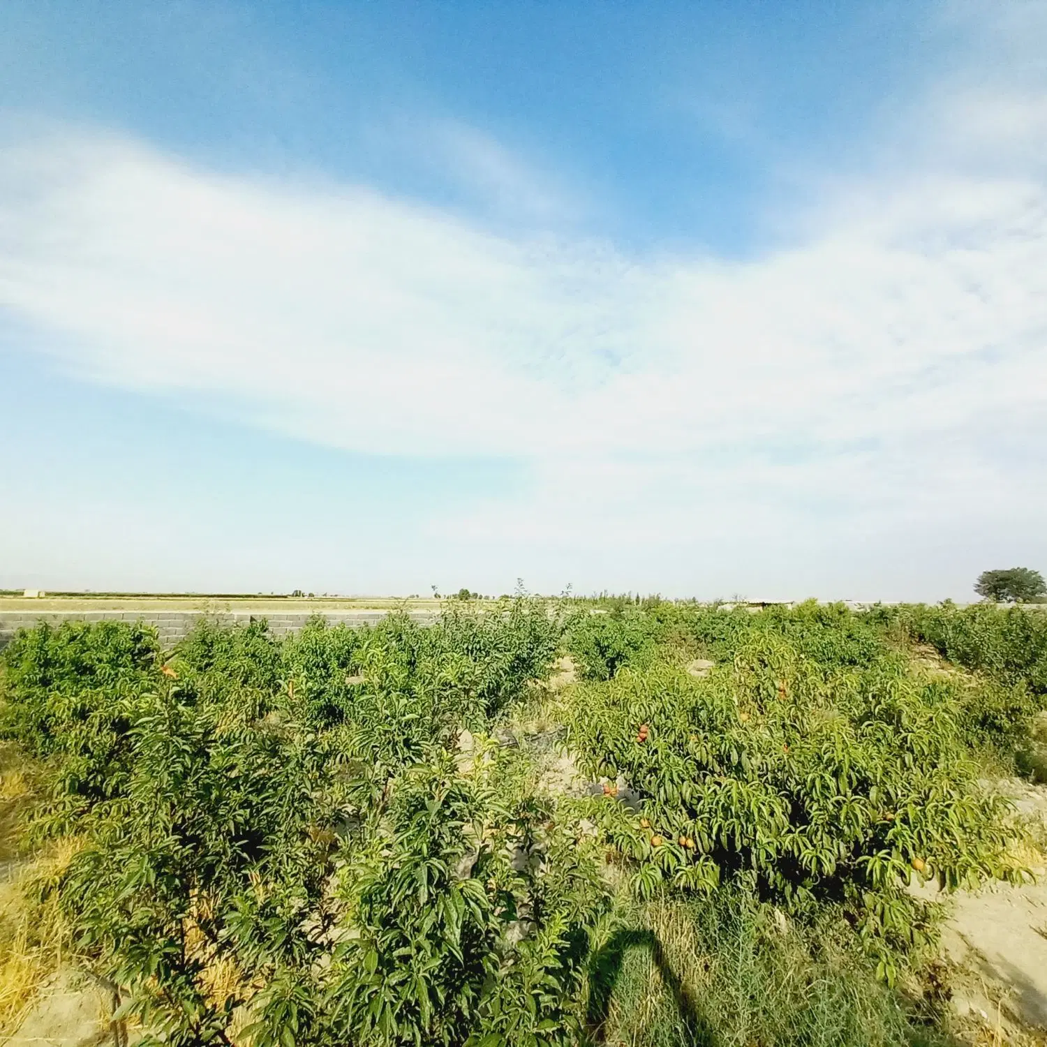 باغچه شهرکی چهاردیواری