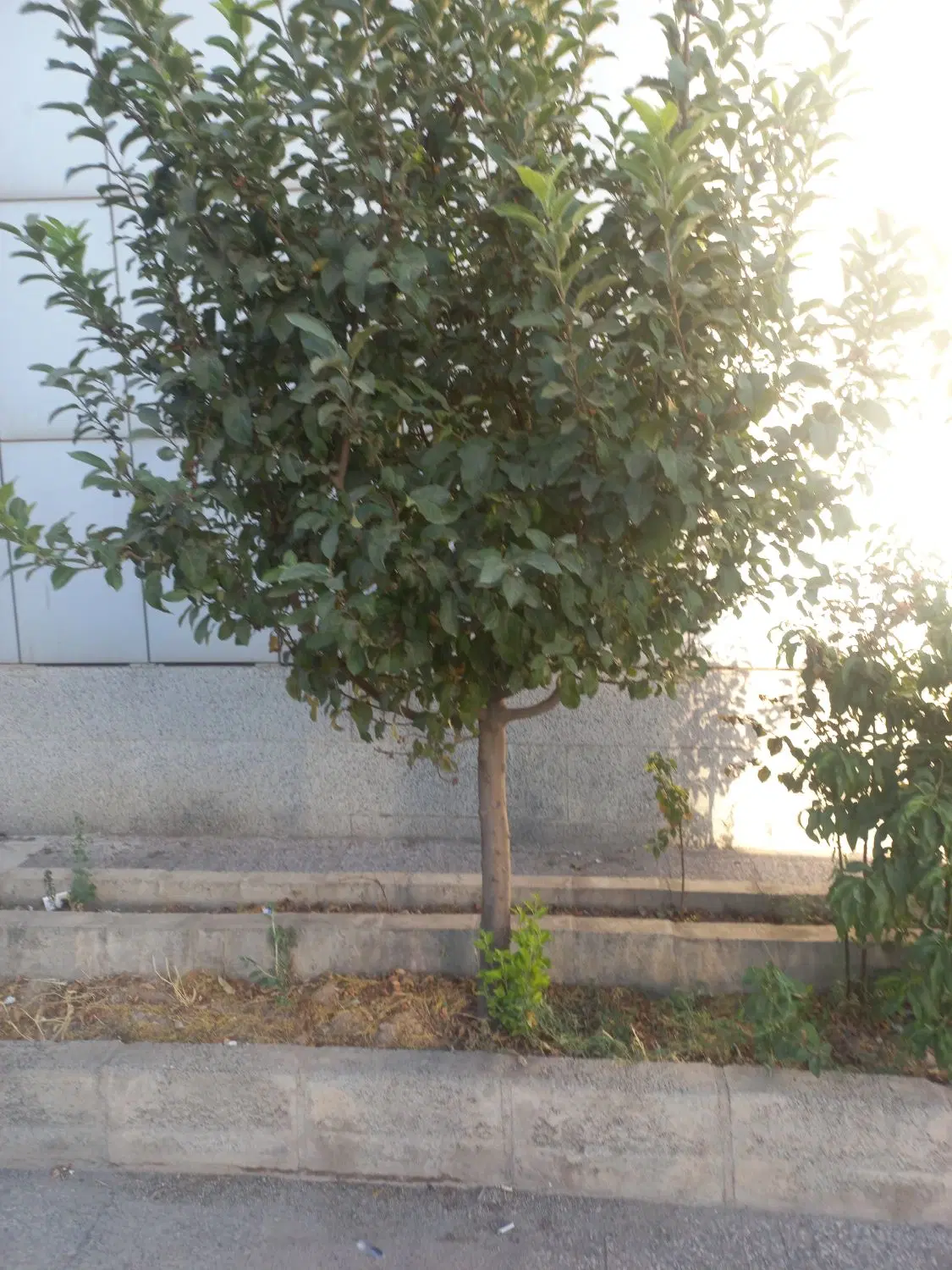 اجاره مغازه