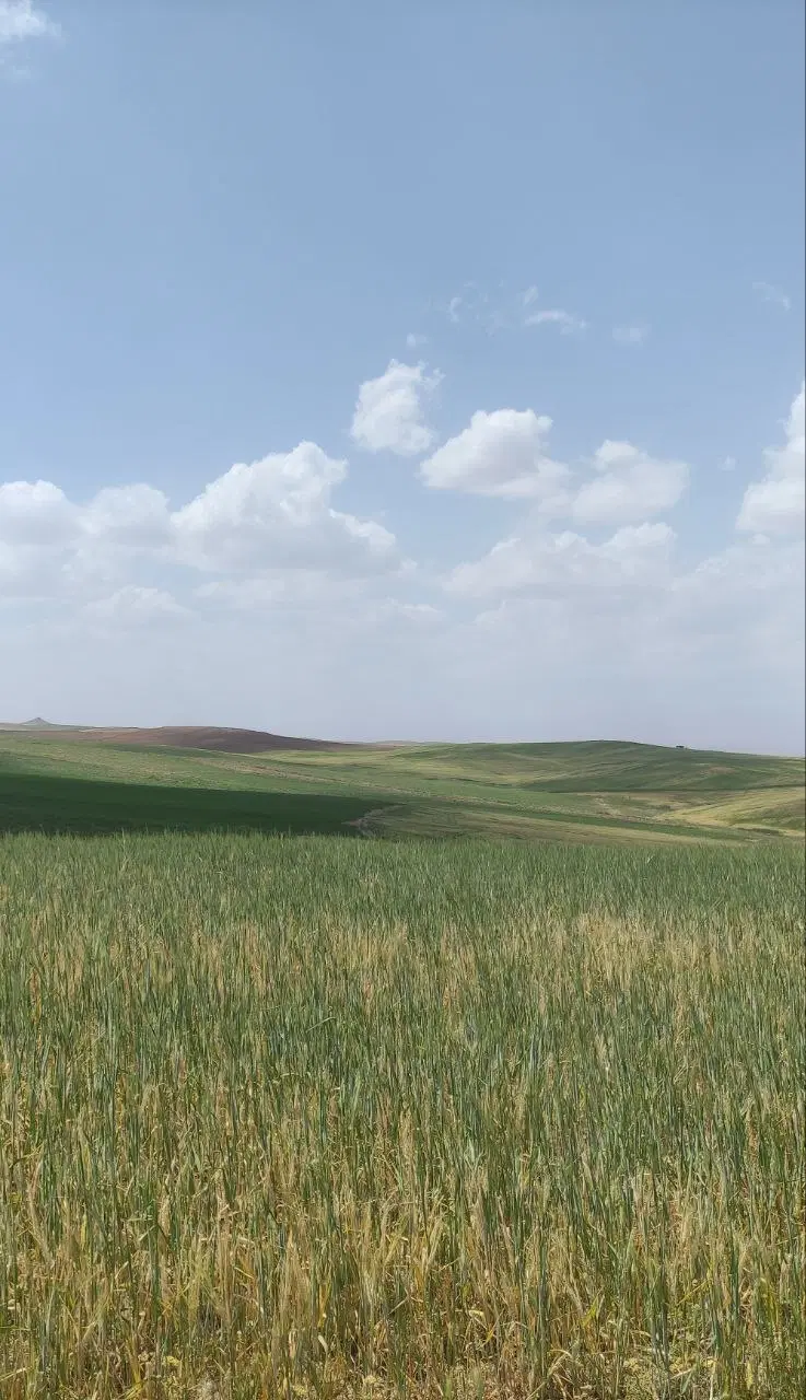 زمین زراعی