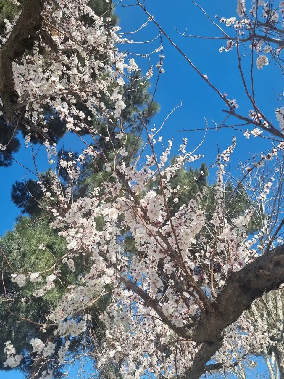 باغ ۵۱۰ متری در ملارد