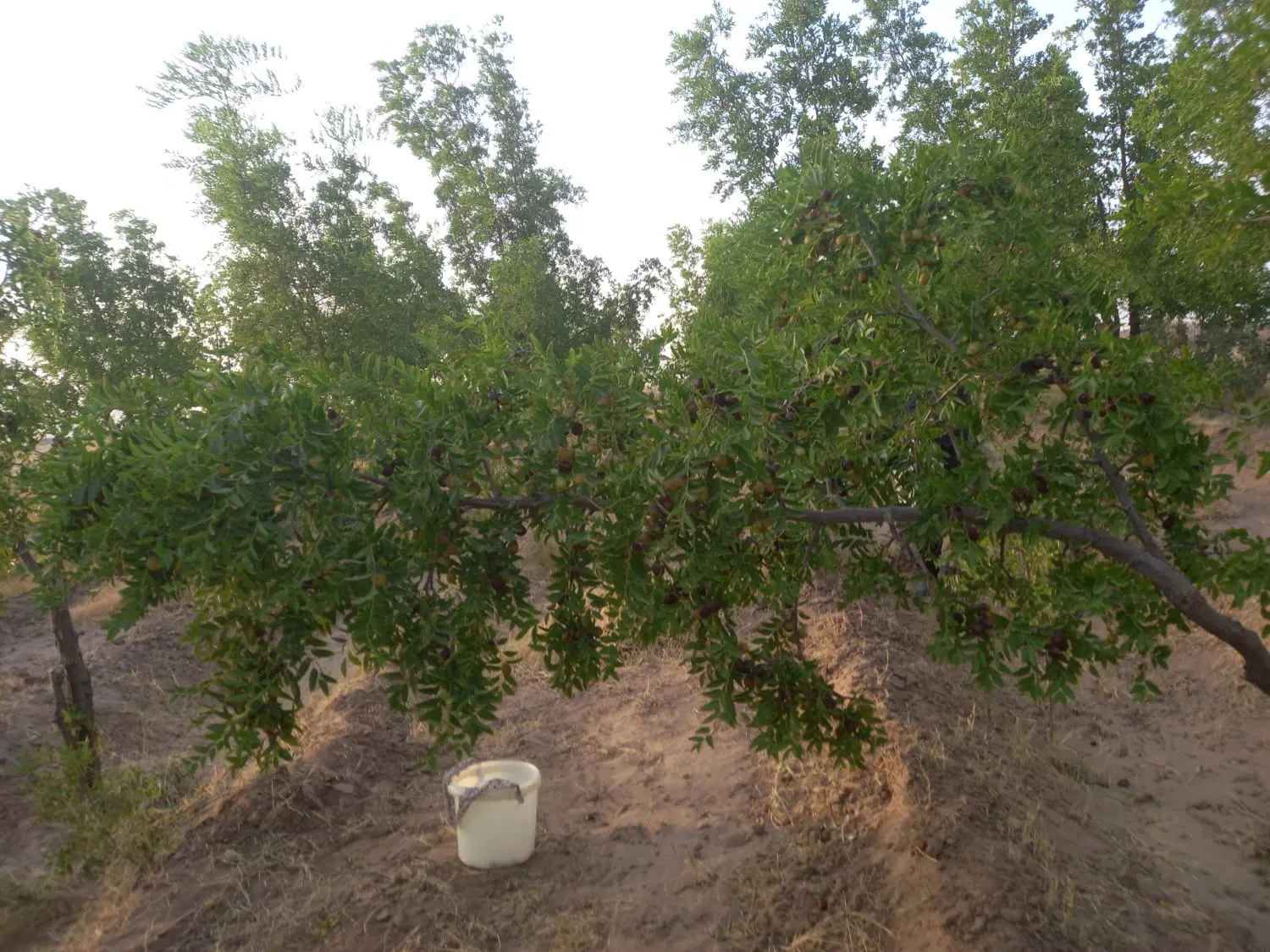زمین چاه زینی