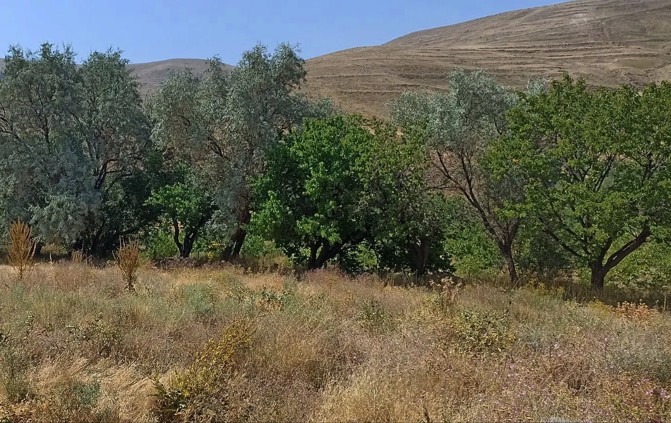 زمین باغ فروشی