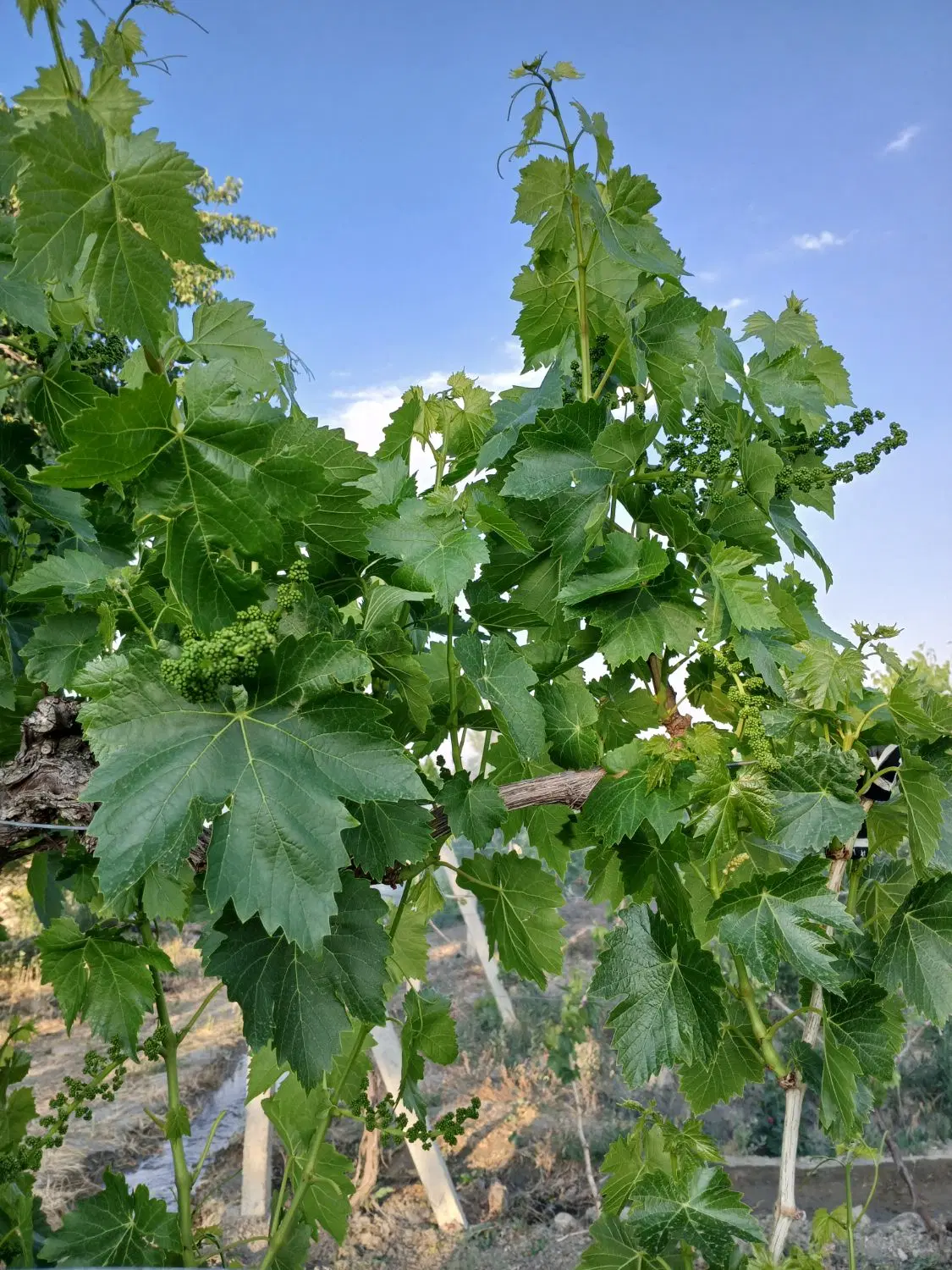 فروش باغ واقع در روستای قامت کوی کهرم