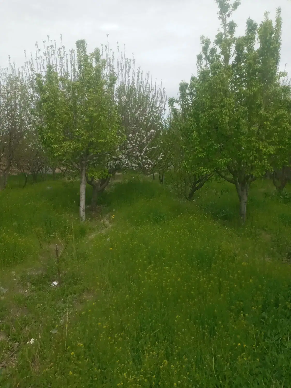 ۴۰۰متر زمین دور دیوار شاهنامه۳۶