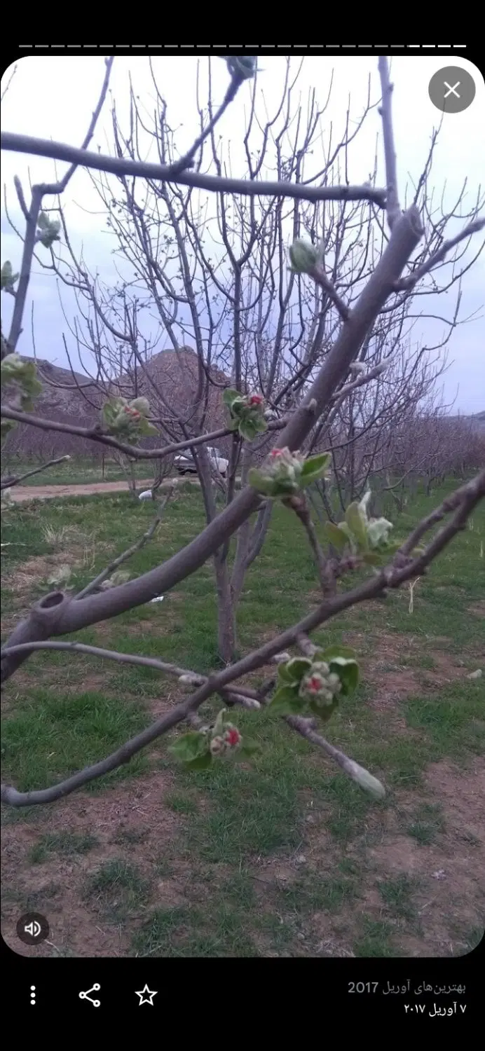 زنین کرباسی