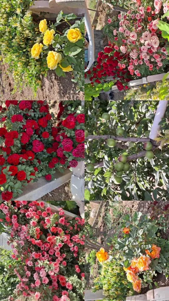 ویلاباغ نرسیده به سوسن اباد