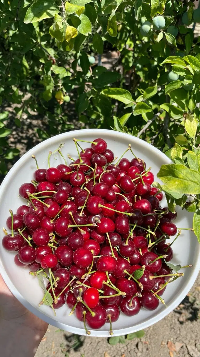 یک قطعه باغ آق بلاق امند