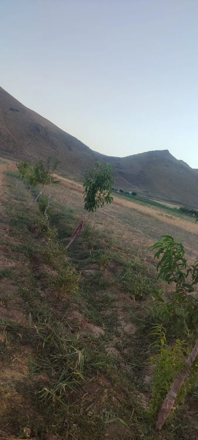 زمین کشاورزی